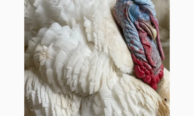 Добові індичата кросса Big 6(B.U.T.) - фото № 4