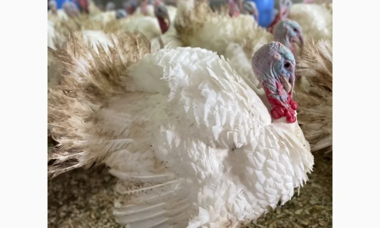 Добові індичата кросса Big 6(B.U.T.) - фото № 5