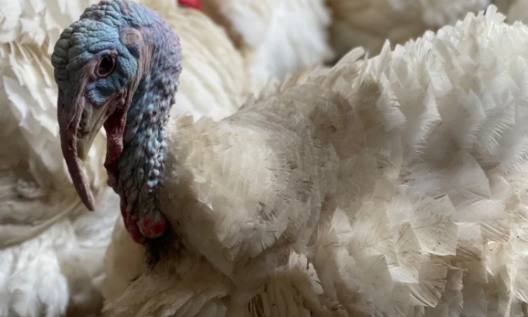 Добові індичата кросса Big 6(B.U.T.) - фото № 7