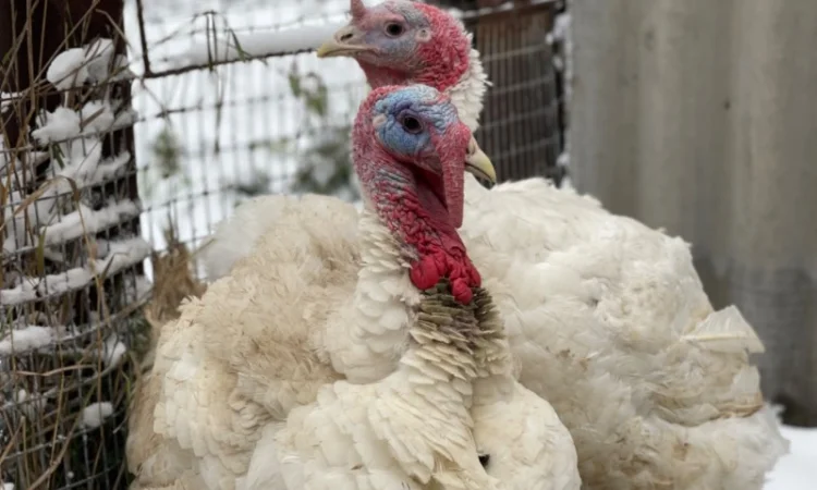 Добові індичата кросса Big 6(B.U.T.) - фото № 8