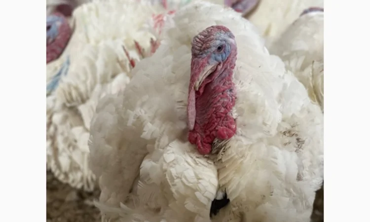 Добові індичата кросса Big 6(B.U.T.) - фото № 9