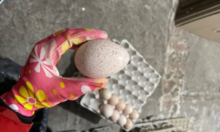 Добові індичата кросса Big 6(B.U.T.) - фото № 10