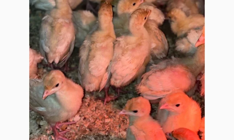 Добові індичата кросса Big 6(B.U.T.) - фото № 10