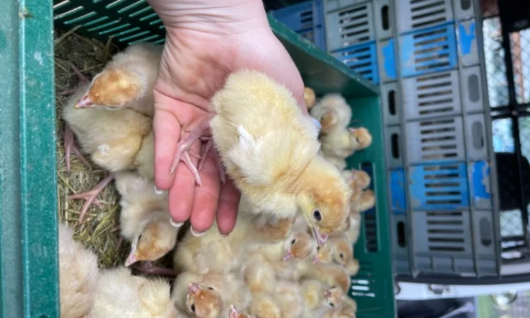 Добові індичата кросса Big 6(B.U.T.) - фото № 11