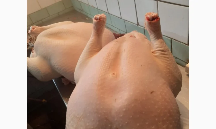 Виробник! Продам індичат Big-6 - фото № 9