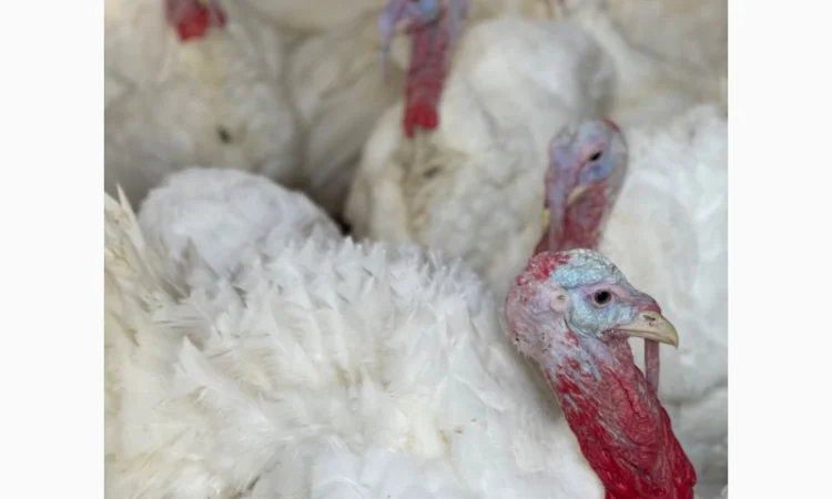 Виробник! Продам індичат Big-6 - фото № 10