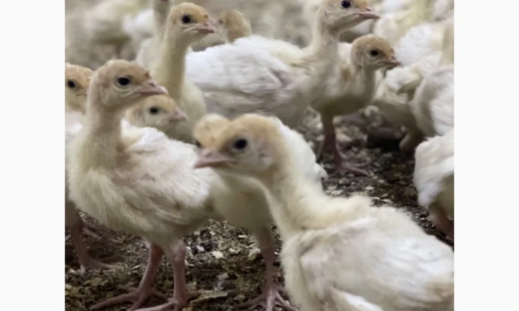 Виробник! Продам індичат Big-6 - фото № 12