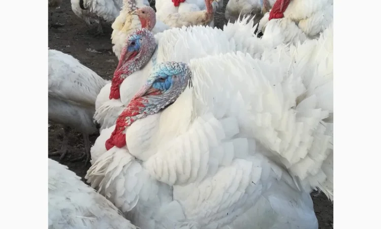 Виробник! Продам індичат Big-6 - фото № 8