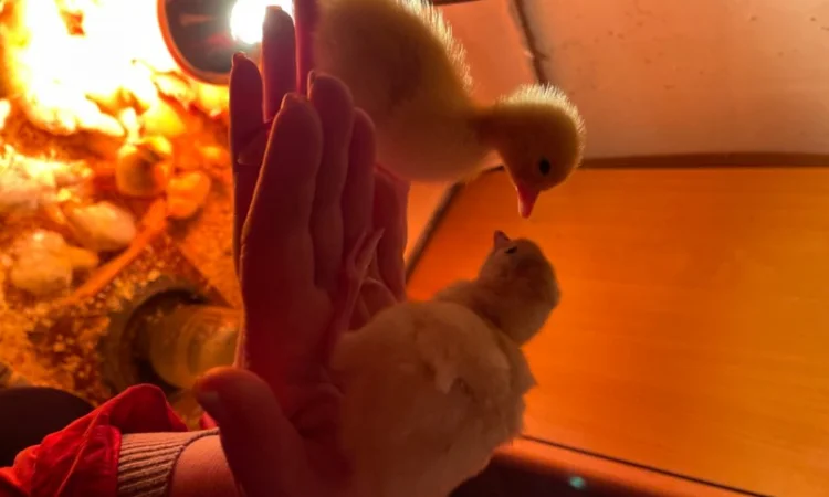 Продам індичат кросса Big-6 - фото № 3