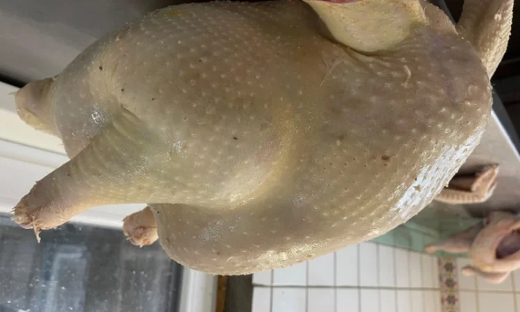 Продам індичат кросса Big-6 - фото № 4