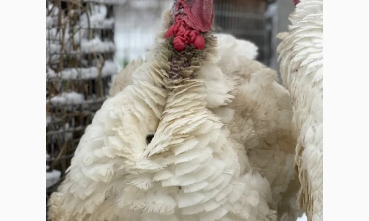 Індичата кроса Біг-6 - фото № 2