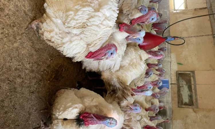 Індичата кроса Біг-6 - фото № 3