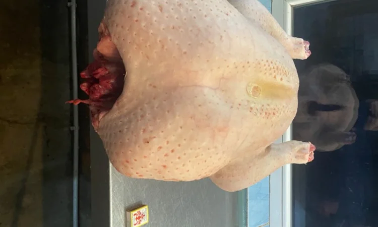 Індичата кроса Біг-6 - фото № 4