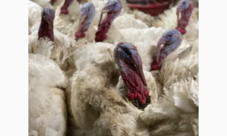 Індичата кроса Біг-6 - фото № 5