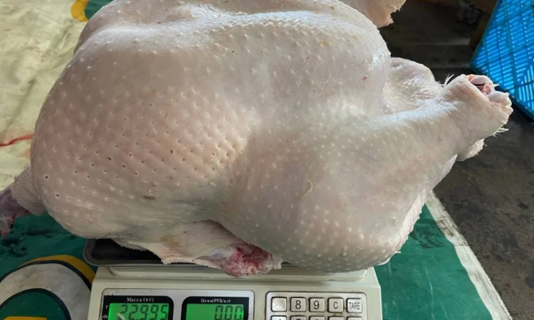 Виробник! Добові індичата кросса Big-6 - фото № 7