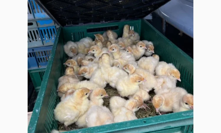 Виробник! Добові індичата кросса Big-6 - фото № 8