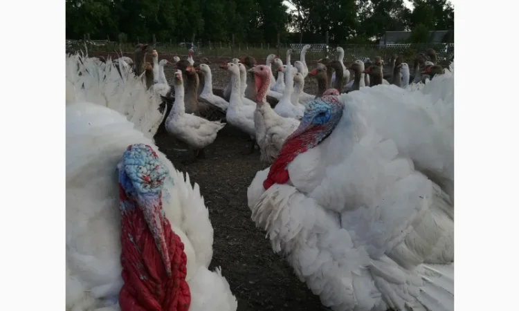 Виробник! Добові індичата кросса Big-6 - фото № 3