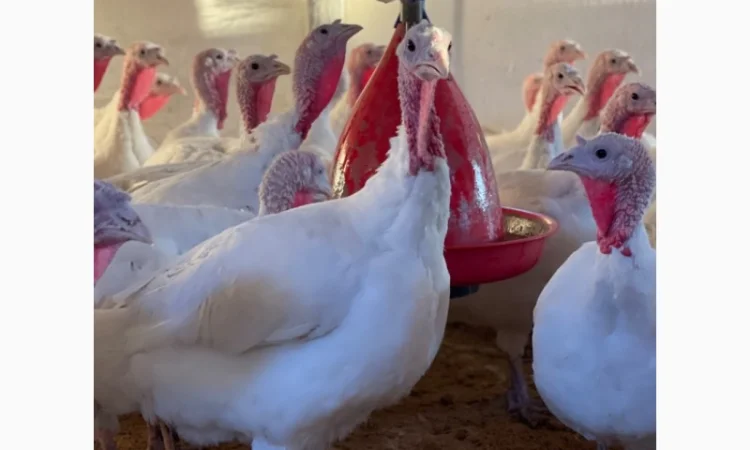 Виробник! Добові індичата кросса Big-6 - фото № 4