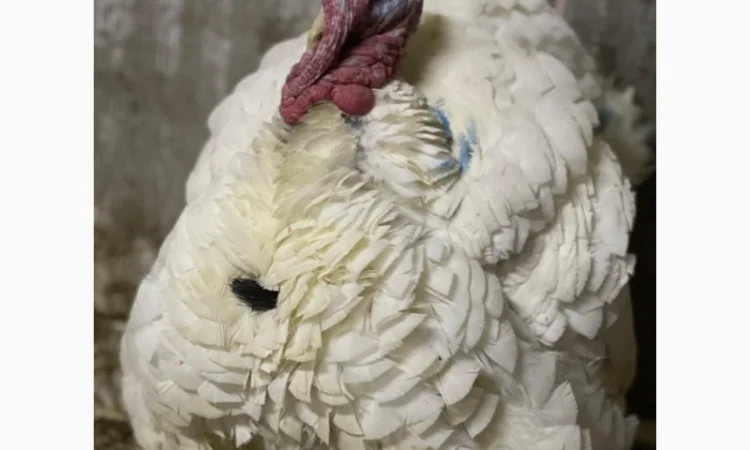 Виробник! Добові індичата кросса Big-6 - фото № 5