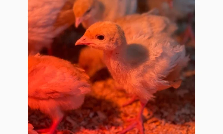 Виробник! Добові індичата кросса Big-6 - фото № 6