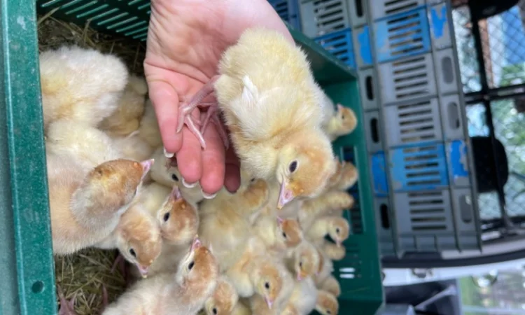 Добові індичата кросса Big-6 - фото № 5