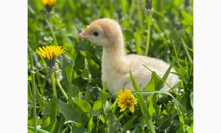 Добові індичата кросса Big-6 - фото № 1