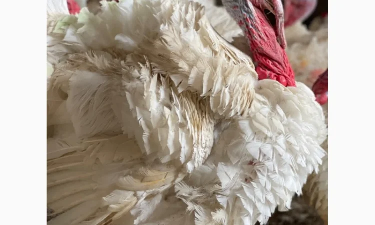 Добові індичата кросса Big-6 - фото № 2