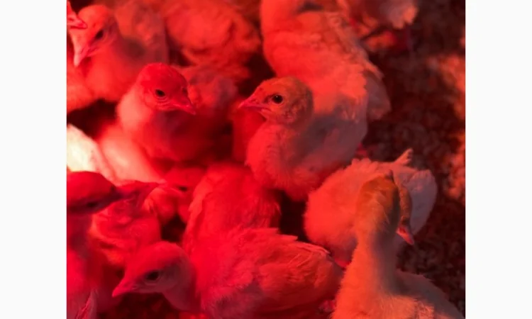 Добові індичата кросса Big-6 - фото № 3