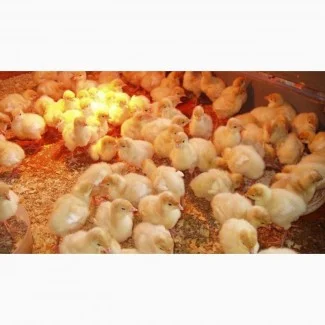 Продам индюшат Биг-6 - фото № 1