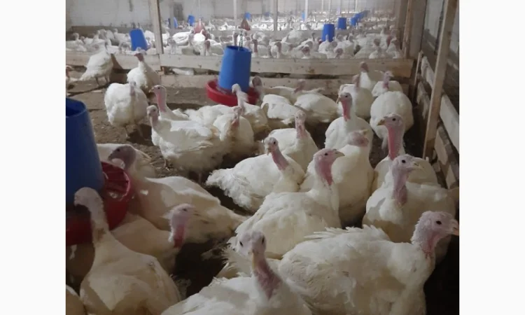 Продам индюшат Биг-6 - фото № 2