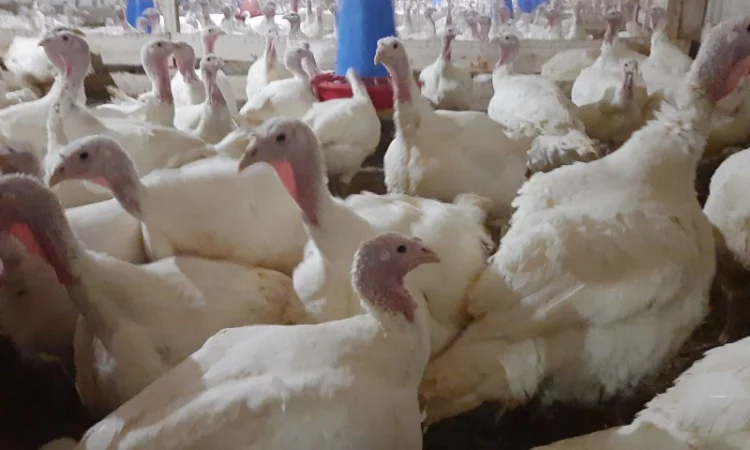 Продам индюшат Биг-6 - фото № 4