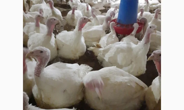 Продам индюшонка - фото № 7