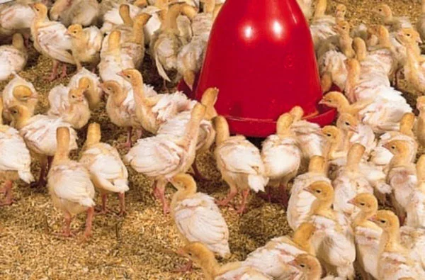 Продам индюшонка - фото № 1