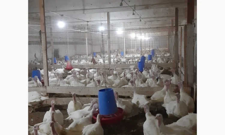 Продам индюшонка БИГ 6 - фото № 3