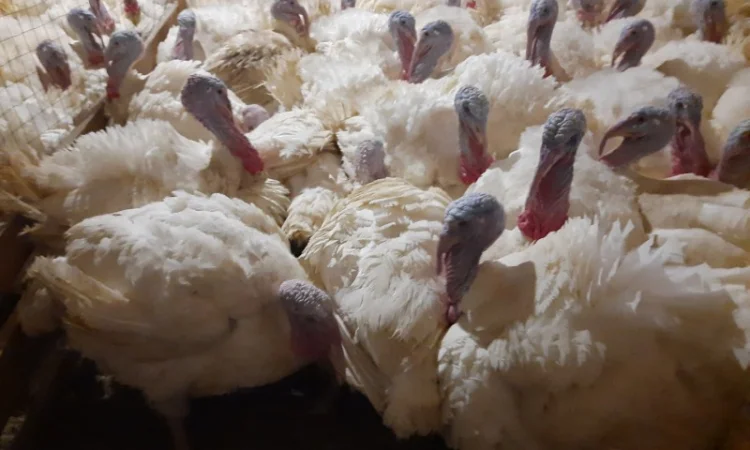 Продам индюшонка БИГ 6 - фото № 4