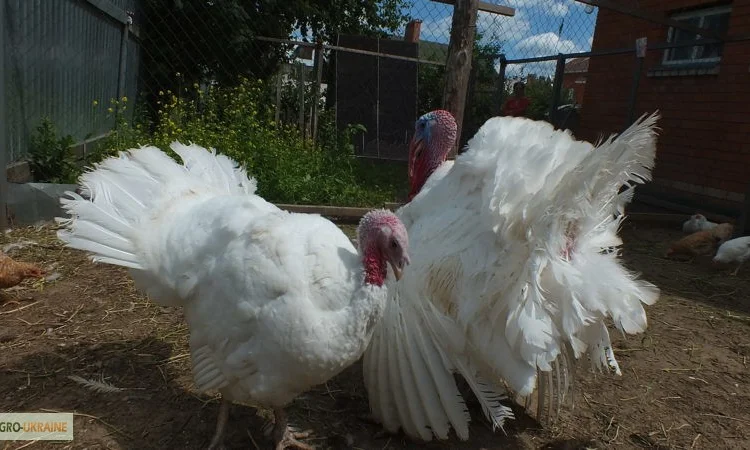 Индюшата Хайбрид Грейд Мейкер (Канада) от производителя - фото № 1