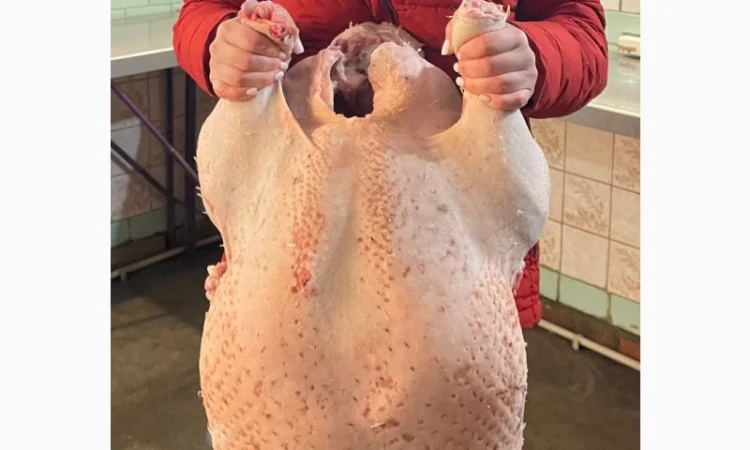 Продам индюшат - фото № 2