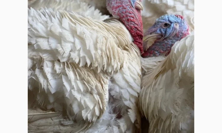 Продам индюшат - фото № 3