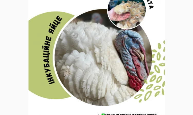 Продам индюшат - фото № 5