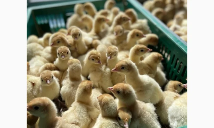 Продам индюшат - фото № 1