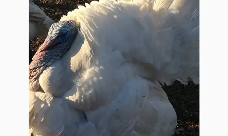 Виробник! Індичата Big-6 з доставкою - фото № 3