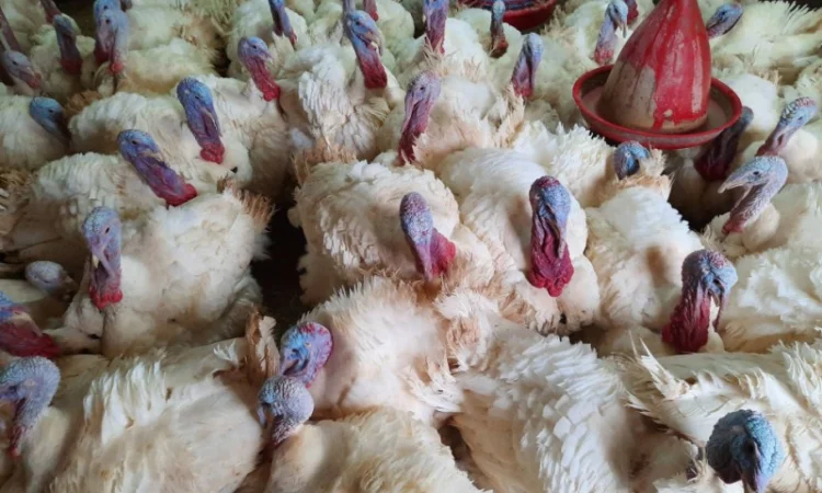 Виробник! Індичата Big-6 з доставкою - фото № 10