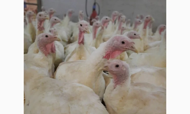 Виробник! Індичата Big-6 з доставкою - фото № 11