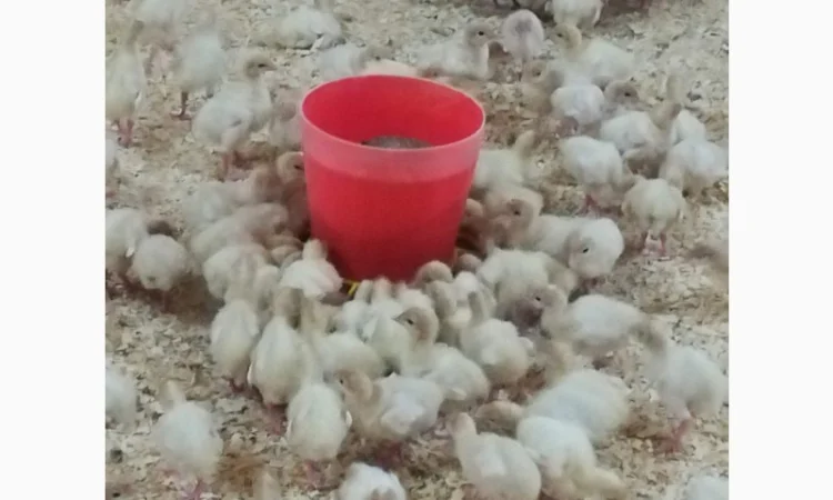 Виробник! Індичата Big-6 з доставкою - фото № 5