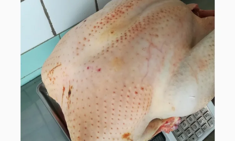 Виробник! Індичата Big-6 з доставкою - фото № 6