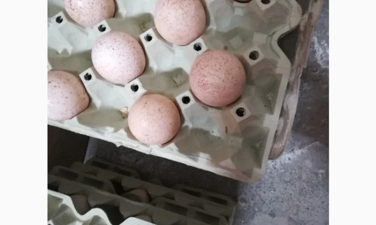 Виробник! Індичата Big-6 з доставкою - фото № 7