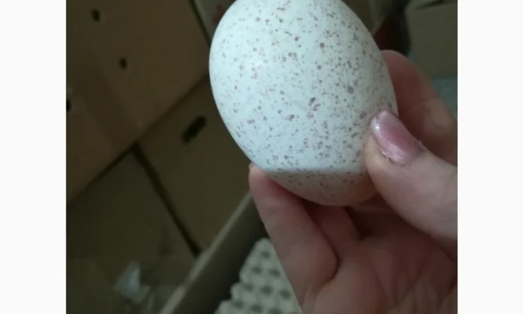 Виробник! Індичата Big-6 з доставкою - фото № 8