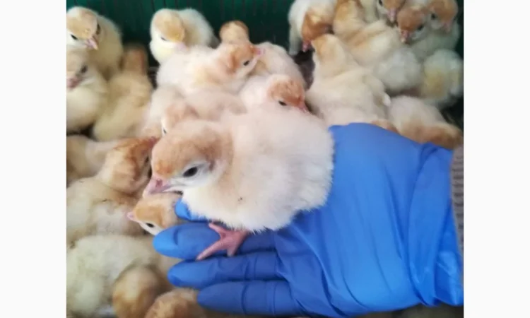 Виробник! Індичата Big-6 з доставкою - фото № 1