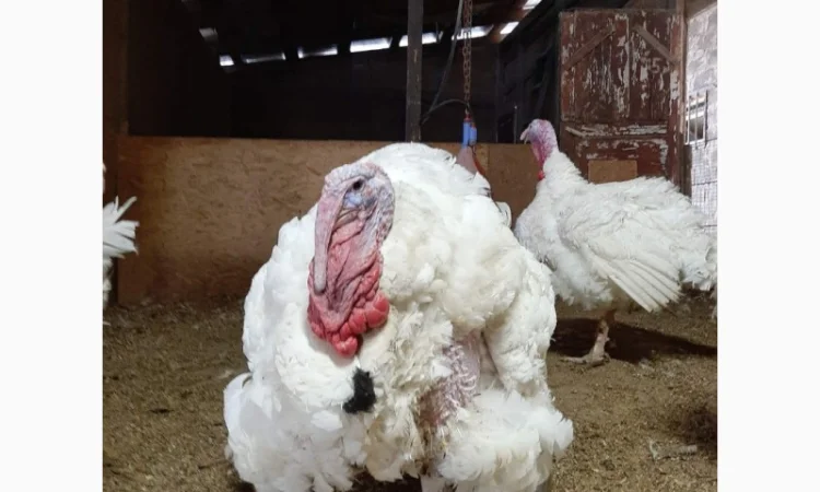 Виробник! Індичата Big-6 з доставкою - фото № 9