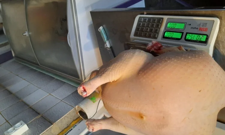 Big-6 індичата - фото № 11